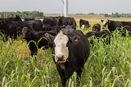 Cows grazing on grass