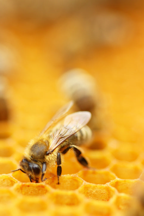 Honey_bee_on_honey_comb-Vertical.jpg
