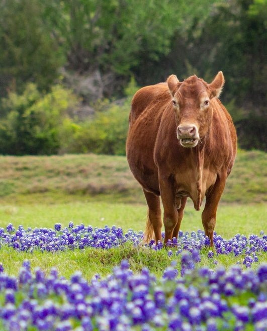 Red_angus_cow_grazing_in_field_of_bluebonnets.jpg